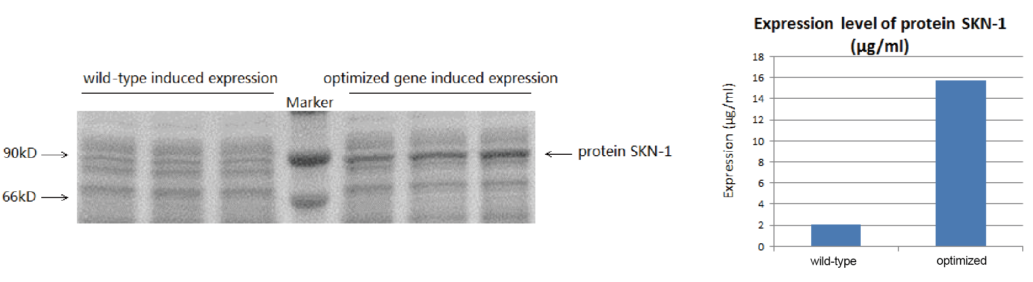 recombinant-protein-case-study-1