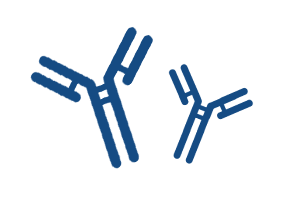 Recombinant Antibody