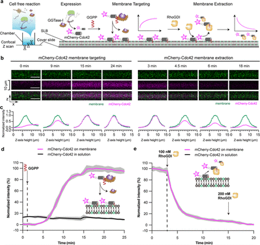 recombinant-protein-case-study-2