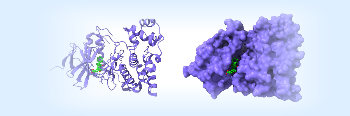How Peptide Modifications Enhance Stability, Bioavailability, and Functionality？