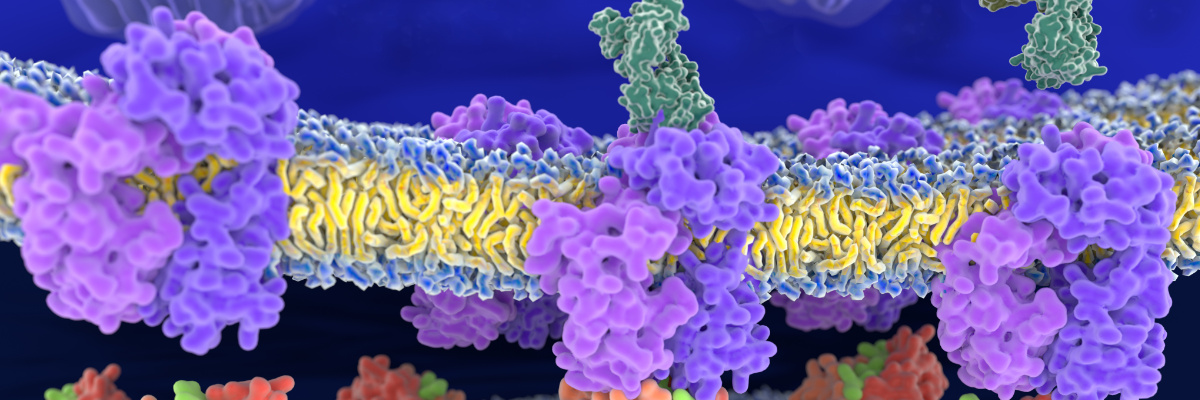 drug discovery, peptide therapeutics, drug discovery, peptide therapeutics,