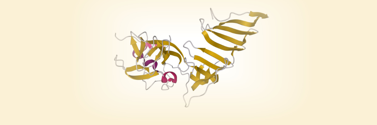 peptide stability, half-life extension peptide stability, half-life extension