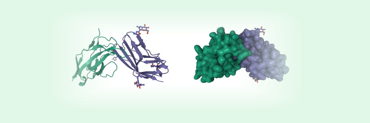 tumor-targeting peptides, peptide drugs tumor-targeting peptides, peptide drugs
