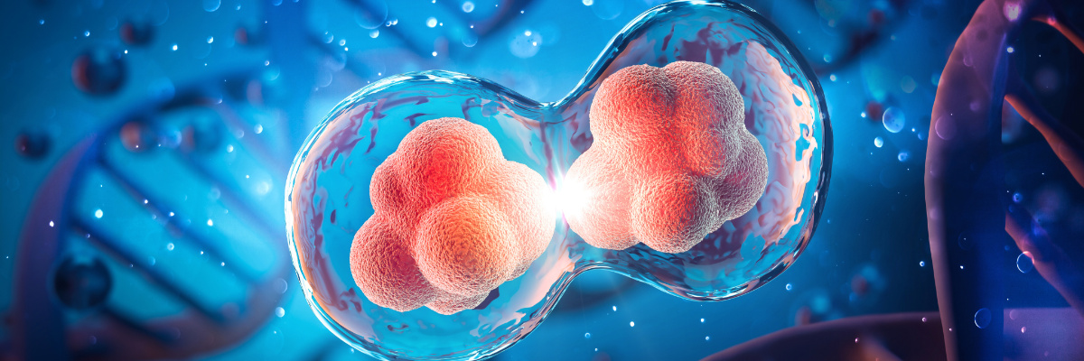 What are the commonly used tags in mammalian expression systems?