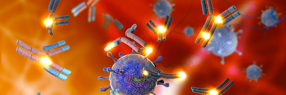 Optimizing Antibody Yield and Stability in Recombinant Production