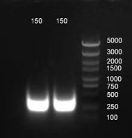 CRISPR-case-2